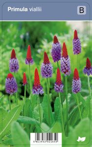 Vips Primula viallii - Orchideeprimula