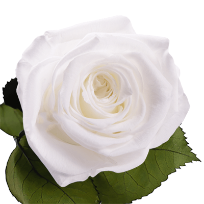 Longlife roos Heavenly White