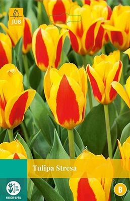 Tulipa Stresa 5 bollen - Jub