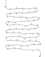 HEMA Lichtsnoer 50 LED lampjes voor binnen en buiten (wit)