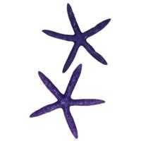 Decoratie paarse zeesterren - set 2x stuks - namaak artikel - zeesterren - maritiem leven