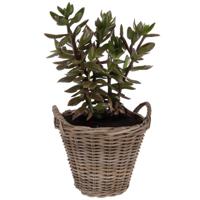 Planten/bloemen mand Cuba - rotan - lichtbruin - D38 x H36 cm - plantenpot voor buiten