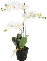 Orchidee 3-tak wit H55cm - OWN