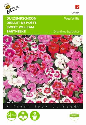 Dianthus Barbatus Wee Willie Gemengd - Buzzy