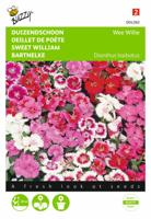 Dianthus Barbatus Wee Willie Gemengd - Buzzy