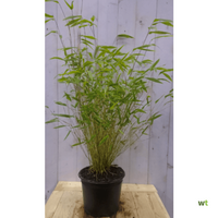 Bamboe niet woekerend 120 cm - Warentuin Natuurlijk - thumbnail