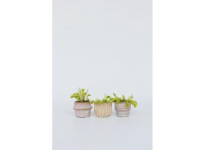 Dionaea Venus Flytrap 3-pack