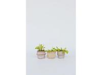 Dionaea Venus Flytrap 3-pack
