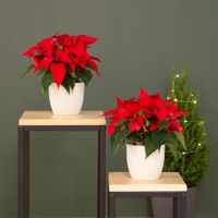 Kerststerren Duo - Rode Poinsettia - P12 Kerststerren Duo - Rode Poinsettia - P12