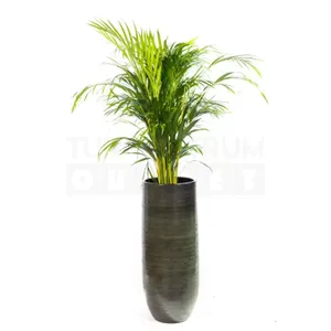 Vaas Tokio groen Ø38 + Dypsis Lutescens (Areca) ± 220 cm