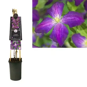 Klimplant Clematis Jackmanii Purpurea - Paarse Bosrank