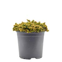 Tijm Betrand Anderson kruidenplant Warentuin Natuurlijk - Warentuin natuurlijk