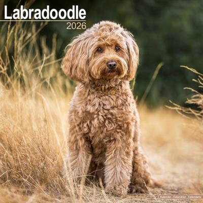 Labradoodle Kalender 2026