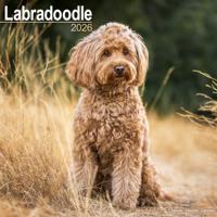 Labradoodle Kalender 2026