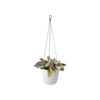 elho brussels hanging basket 18cm Binnen Plantenmand Ophanging Polypropyleen (PP) Wit - thumbnail