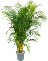 Dypsis Lutescens Potmaat 27 H140-160 kamerplant Beautanic Lifestyle - Beautanic lifestyle