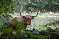 Tuinschilderij highlnd cattle 70x50 - Customize it