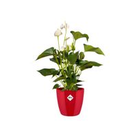 elho brussels diamond round 30cm Binnen Plantenpot Vrijstaand Polypropyleen (PP) Rood - thumbnail