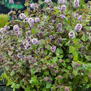 Moerings Mentha aquatica - Watermunt