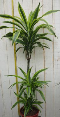 Kamerplant Drakenbloedboom Dracaena Fragrans Geel-Groen 120 cm - Warentuin natuurlijk