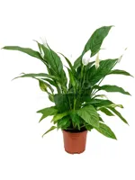 Lepelplant - Spathiphyllum Sweet Benito 55cm