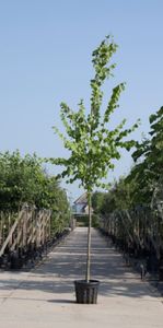 Koningslinde Tilia europea Pallida h 450 cm st. omtrek 16 cm - Warentuin Natuurlijk