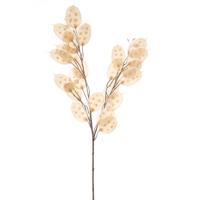 Lunaria