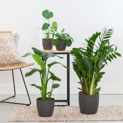 Musthave Plantenbox - 4 stuks