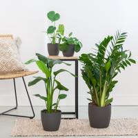 Musthave Plantenbox - 4 stuks