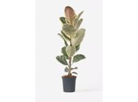 Ficus Elastica Tineke