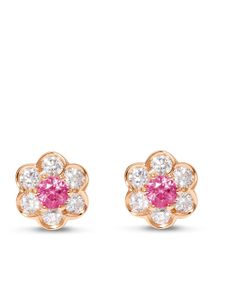 David Morris puces d'oreilles Berry - Rose