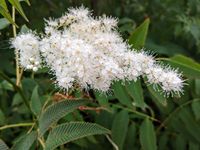 Lijsterbesspirea