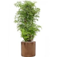 Plant in Pot Aralia Poryclias Ming kamerplant 110 cm in Cyclinder Gold 30 cm bloempot - thumbnail