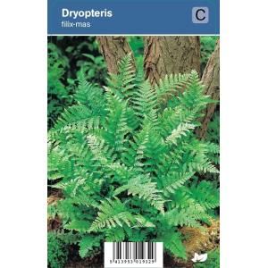 Mannetjesvaren (dryopteris filix-mas) schaduwplant - 12 stuks