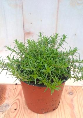 3 stuks! Kruipphlox vlambloem wit Warentuin Natuurlijk - Warentuin natuurlijk