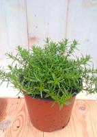 3 stuks! Kruipphlox vlambloem wit Warentuin Natuurlijk - Warentuin natuurlijk