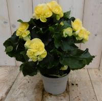 Kamerplant Begonia dubbelbloemig geel - Warentuin natuurlijk