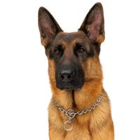 Nobleza Honden slipketting - Maat XL - 65 cm
