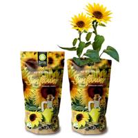 'Pop-up Garden, Sunflower' kopen? | FOR YOU GIFTS