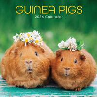 Cavia Kalender 2026