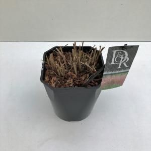 Prachtriet (Miscanthus sinensis "Red Chief") siergras - In 5 liter pot - 1 stuks