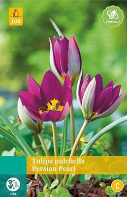 Tulipa pulch. Persian Pearl 8 bollen - Jub