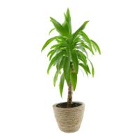 Plantenmand - rotan - maisblad - D22 x H18 cm - ronde plantenpot - bloemen mand Plantenmand - rotan - maisblad - D22 x H18 cm - ronde plantenpot - bloemen mand