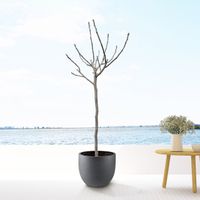 Ficus Carica - Grote Vijgenboom - P30