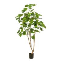 Ficus umbellata