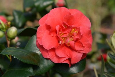 Camellia