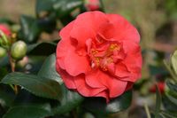 Camellia - thumbnail