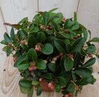 3 stuks! Gaultheria - Warentuin natuurlijk