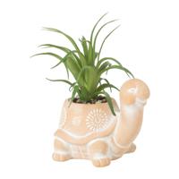 Plant in schildpad pot - 13.5x10.5x15 cm
