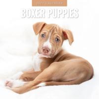 Boxer Puppies Kalender 2027